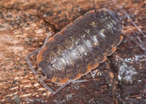 Porcellio monticola